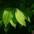 Acer carpinifolium -- Hainbuchenblättriger Ahorn